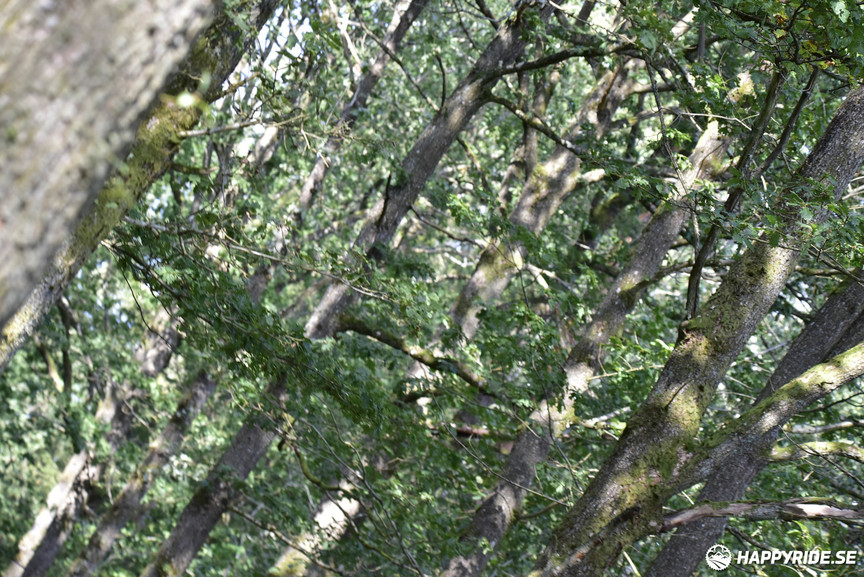 Bild från Bockstensturen 2019